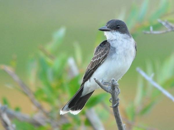 Eastern Kingbird Seedskadee National Wildlife Refuge by Tom Koemer/ USFWS Mountain Prairie is licensed under CC BY 2.0